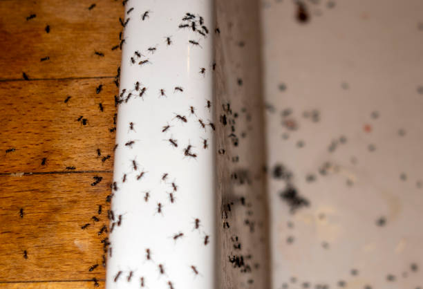 Professional Pest Control in Marengo, IA